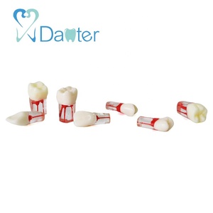 Endo Training Practice Tooth Endodontic teeth